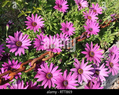 Rosa in fiore fiori da giardino catturato all'inizio della primavera, a luce diurna, prese a primavera tempo di picco. Catena arrugginito in prespective creative Foto Stock