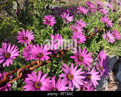 Rosa in fiore fiori da giardino catturato all'inizio della primavera, a luce diurna, prese a primavera tempo di picco. Catena arrugginito in prespective creative Foto Stock