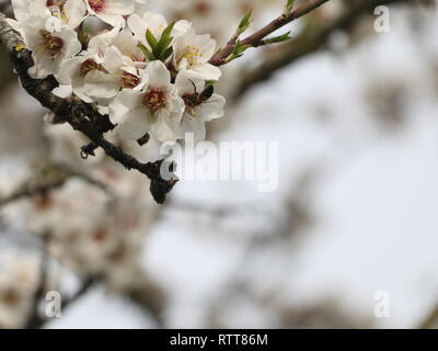 Fiori che sbocciano catturato all'inizio della primavera, la molla prima a luce diurna, immerso e sommerso nel mezzo di bellissimi fiori Foto Stock