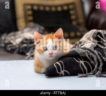 Carino gattino rosso seduta sul letto vicino a un plaid Foto Stock