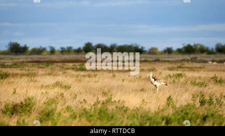 Kori bustard un grande volo di uccelli, fotografato nella savana della Namibia Foto Stock