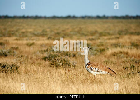 Kori bustard davvero un grande volo di uccelli, fotografato nella savana della Namibia Foto Stock