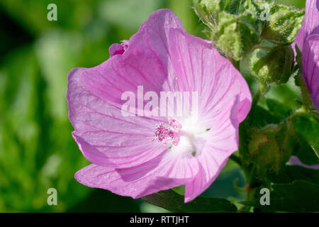 Musk Mallow (malva moschata), in prossimità di un unico fiore. Foto Stock