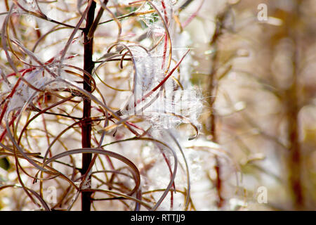 Rosebay Willowherb (epilobium angustifolium, anche chamerion o chamaenerion angustifolium), retroilluminazione close up di un gambo di fiore che esplode nel seme. Foto Stock