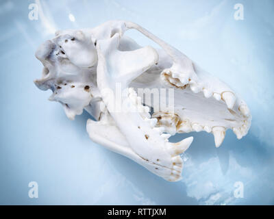 Badger cranio su uno sfondo luminoso. Foto Stock