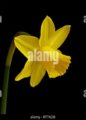 Focus impilati closeup di una singola miniatura di colore giallo brillante daffodil fiore (Narcissus Tete a Tete) isolato su sfondo nero. Foto Stock