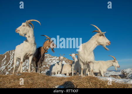 Caprini nelle zone di montagna e le regioni del Kashmir Foto Stock