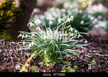 Croydon, Regno Unito - 23 Febbraio 2019: Wettern giardino con alberi in Sanderstead, Purley Oaks Road. Una collezione unica di alberi e arbusti di stabilire Foto Stock