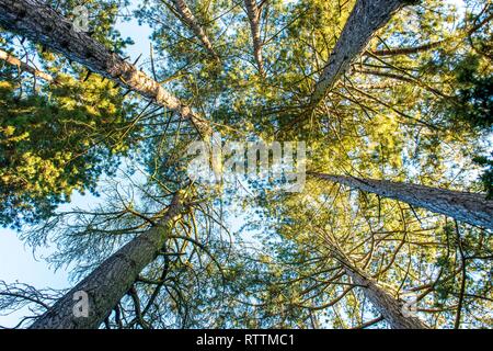 Croydon, Regno Unito - 23 Febbraio 2019: Wettern giardino con alberi in Sanderstead, Purley Oaks Road. Una collezione unica di alberi e arbusti di stabilire Foto Stock