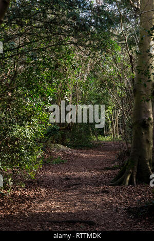 Croydon, Regno Unito - 03 Marzo 2019: Purley faggi parco con un grande grande numero di giovani e maturi alberi di faggio Foto Stock