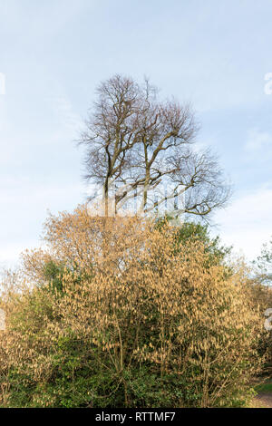 Croydon, Regno Unito - 03 Marzo 2019: Purley faggi parco con un grande grande numero di giovani e maturi alberi di faggio Foto Stock