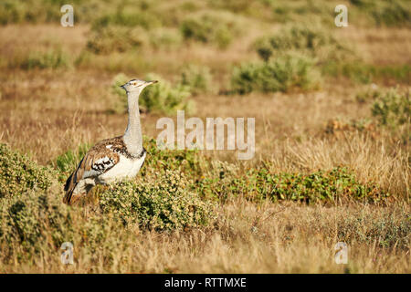 Kori bustard uno del più grande di volo di uccello, fotografato nella savana della Namibia Foto Stock