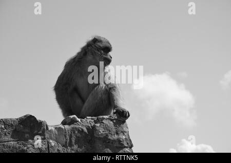 Barberia scimmia macaco in bianco e nero, Gibilterra Foto Stock