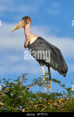 Grande e brutto marabou stork fotografato sulla cima di un albero. Foto Stock