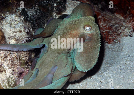 Polpo, polpo briareus, in una immersione notturna al Paradise Reef, Cozumel, Messico, Mar dei Caraibi Foto Stock