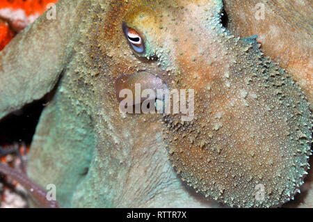 Polpo, polpo briareus, in una immersione notturna al Paradise Reef, Cozumel, Messico, Mar dei Caraibi Foto Stock