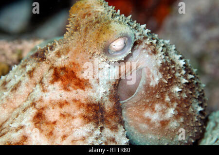 Polpo, polpo briareus, in una immersione notturna al Paradise Reef, Cozumel, Messico, Mar dei Caraibi Foto Stock