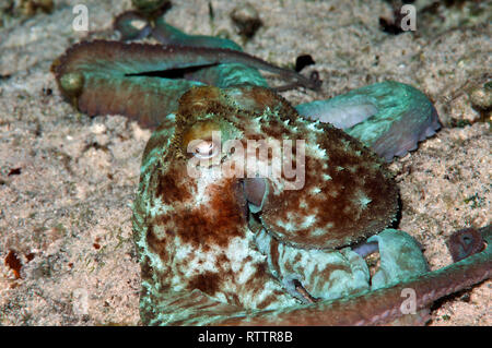 Polpo, polpo briareus, in una immersione notturna al Paradise Reef, Cozumel, Messico, Mar dei Caraibi Foto Stock