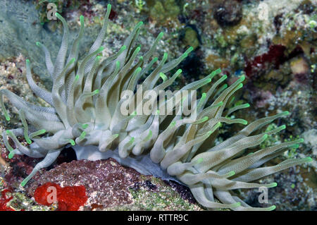 Anemone gigante, Condylactis gigantea, Cozumel, Messico, Caraibi Foto Stock