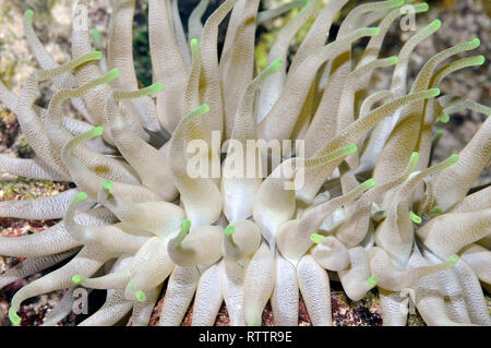 Anemone gigante, Condylactis gigantea, Cozumel, Messico, Caraibi Foto Stock