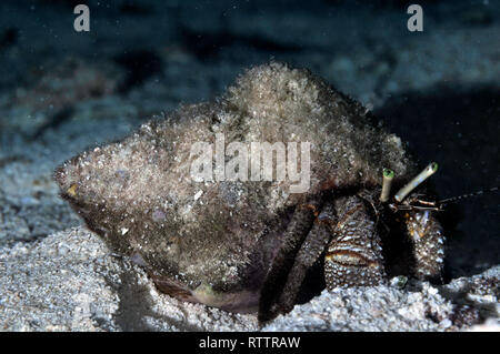 Gigante granchio eremita, Petrochirus Diogene, Cozumel, Messico, Caraibi Foto Stock