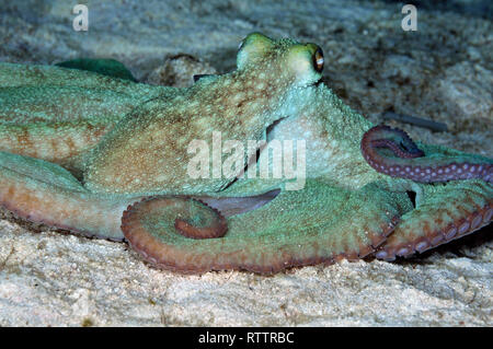 Caraibi reef octopus, polpo briareus, in una immersione notturna al Paradise Reef, Cozumel, Messico, Mar dei Caraibi Foto Stock