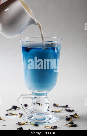 Versare il latte in una tazza di blue butterfly pea Anchan tè su sfondo grigio. Blue Thai tè e latte mescolato. Foto Stock