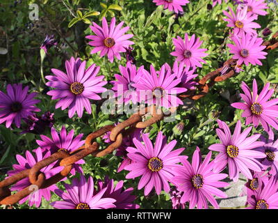 Rosa in fiore fiori da giardino catturato all'inizio della primavera, a luce diurna, prese a primavera tempo di picco. Catena arrugginito in prespective creative Foto Stock