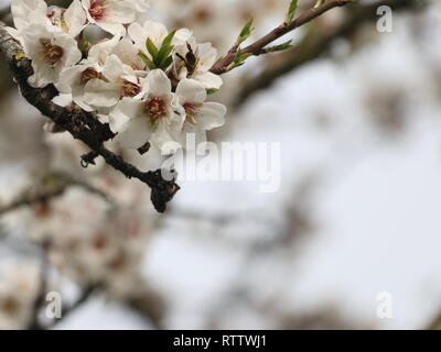 Fiori che sbocciano catturato all'inizio della primavera, la molla prima a luce diurna, immerso e sommerso nel mezzo di bellissimi fiori Foto Stock