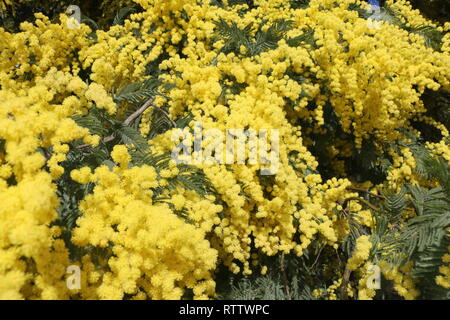 Numerose giallo fiori selvatici catturati all'inizio della primavera, a luce diurna, immerso e sommerso nel mezzo di questo molti bellissimi fiori Foto Stock