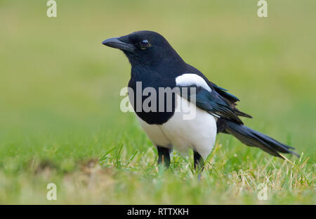 Eurasian gazza sorge nel verde manto erboso Foto Stock