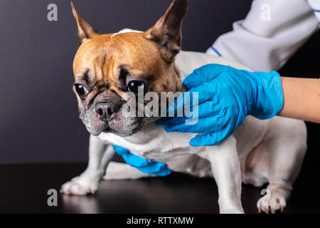 Cane presso il veterinario reception, bulldog francese Foto Stock