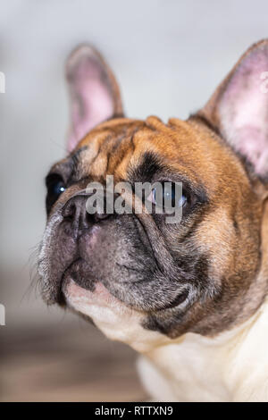 Bulldog francese razza, testa di animale cane closeup Foto Stock