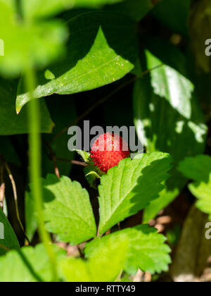 Bacca rossa Potentilla Indian Lat. Potentilla indica illuminata da un sole luminoso Foto Stock