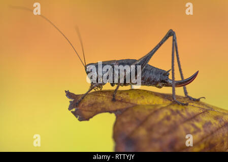 Il dark bush-cricket Pholidoptera griseoaptera in Repubblica Ceca Foto Stock