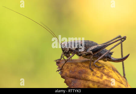 Il dark bush-cricket Pholidoptera griseoaptera in Repubblica Ceca Foto Stock