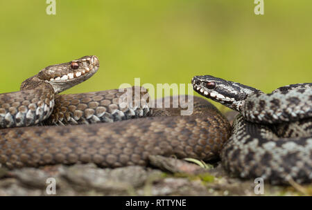 Coppia di viper europeo Vipera berus in Repubblica ceca, maschile e femminile insieme Foto Stock