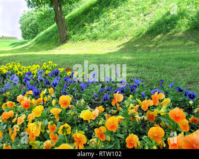 Pansies sullo sfondo di una collina con una struttura ad albero Foto Stock