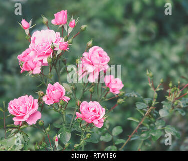 Bush rose rosa Foto Stock