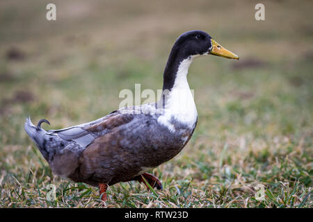 Duck camminando sul prato Foto Stock
