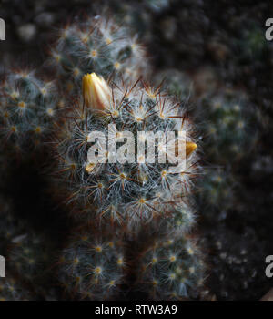 Luminoso giallo fiore di Mammillaria elongata (ladyfinger cactus). Close up di un cactus in un vaso con fiori. Piccolo cactus in vasi di fiori. Foto Stock