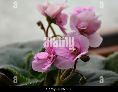 Fiore violaceo. (Viola). Viola boccioli di fiori di violette Saintpaulia. Germoglio di fiore. Chiuso di rosa-violetta petali di fiori bud circondato con foglie verdi. Foto Stock