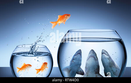 Shark Trap - Business il concetto di rischio - Goldfish Jumping nel serbatoio di squalo Foto Stock