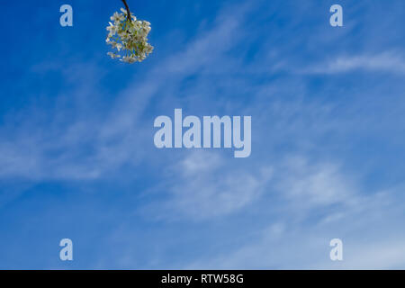 Una pera di Bradford bloom contro un blu cielo Alabama. Foto Stock