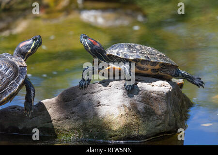 Due red eared slider tartarughe in appoggio su una roccia che è bloccata al di fuori di un laghetto e al sole. Foto Stock