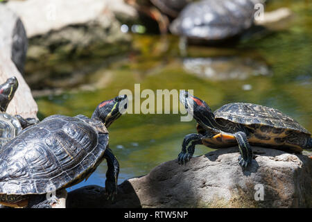 Due red eared slider tartarughe in appoggio su una roccia che è bloccata al di fuori di un laghetto e al sole. Foto Stock