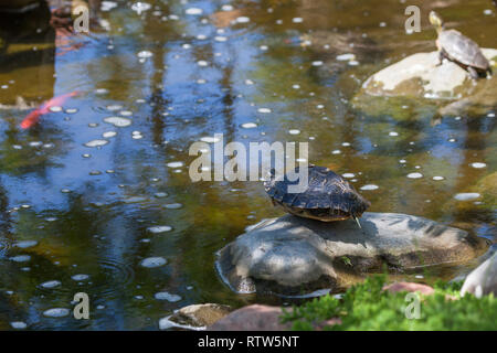 Un rosso eared slider tartaruga con la sua testa un gambe nascosto nel suo guscio è bilanciato su una roccia bloccata al di fuori di un laghetto. Foto Stock