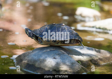 Un rosso eared slider tartaruga con la sua testa un gambe nascosto nel suo guscio è bilanciato su una roccia bloccata al di fuori di un laghetto. Foto Stock