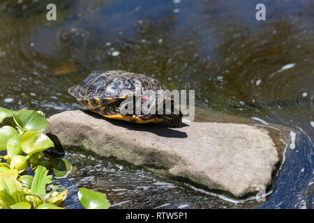 Un rosso eared slider tartaruga con la sua testa un gambe nascosto nel suo guscio è bilanciato su una roccia bloccata al di fuori di un laghetto. Foto Stock