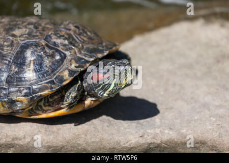 Un rosso eared slider tartaruga con la sua testa un gambe nascosto nel suo guscio è bilanciato su una roccia bloccata al di fuori di un laghetto. Foto Stock